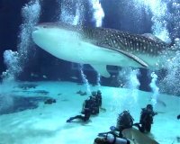 Georgia Aquarium