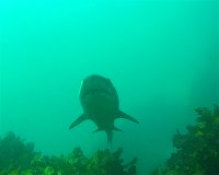 Bushrangers Bay