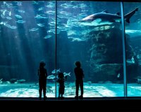 Two Oceans Aquarium Predator Tank