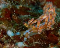 House Reef FRONT